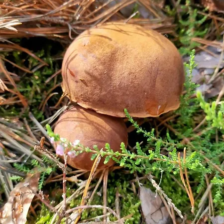 Lesna Osada -dominikowo -sauna , Balia * Dominikowo