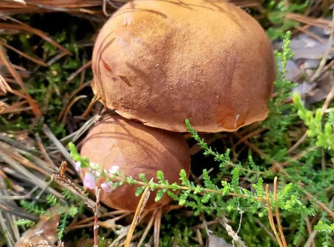 Lesna Osada -dominikowo -sauna , Balia * Dominikowo